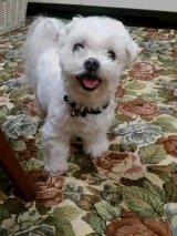 口コミ:シニアだけどPuppy Gumを食べてみましたの画像(1枚目)