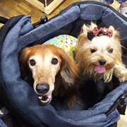 「イベントへ」【わんちゃんライフ】動物看護士開発のスキンケアサプリ！5つの有効成分を贅沢凝縮！の投稿画像