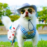 ちょいワル、ちょいカワ、めちゃカワ