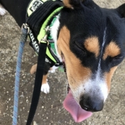 「ワガママ犬 」【わんちゃんライフ】動物看護士開発のスキンケアサプリ！5つの有効成分を贅沢凝縮！の投稿画像