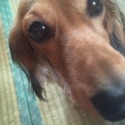 「smile」【わんちゃんライフ】動物看護士開発のスキンケアサプリ！5つの有効成分を贅沢凝縮！の投稿画像