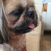 「大好きももちゃん」【わんちゃんライフ】動物看護士開発のスキンケアサプリ！5つの有効成分を贅沢凝縮！の投稿画像