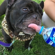 「お散歩大好き！」【わんちゃんライフ】動物看護士開発のスキンケアサプリ！5つの有効成分を贅沢凝縮！の投稿画像