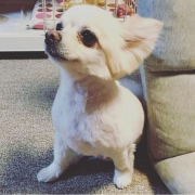 「わんこ」【わんちゃんライフ】動物看護士開発のスキンケアサプリ！5つの有効成分を贅沢凝縮！の投稿画像