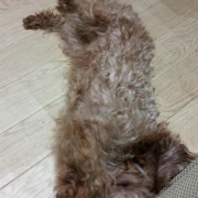 「かいかい」【わんちゃんライフ】動物看護士開発のスキンケアサプリ！5つの有効成分を贅沢凝縮！の投稿画像