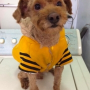 「顔出しＯＫです！ 　」【わんちゃんライフ】動物看護士開発のスキンケアサプリ！5つの有効成分を贅沢凝縮！の投稿画像