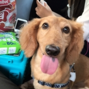 「お出かけです！」【わんちゃんライフ】動物看護士開発のスキンケアサプリ！5つの有効成分を贅沢凝縮！の投稿画像