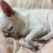 「12歳」【わんちゃんライフ】動物看護士開発のスキンケアサプリ！5つの有効成分を贅沢凝縮！の投稿画像