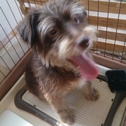 「お願いします(o^^o)」【わんちゃんライフ】動物看護士開発のスキンケアサプリ！5つの有効成分を贅沢凝縮！の投稿画像