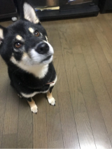 口コミ記事「&rdquo;待て&rdquo;がツライよー。早く食べたいワン～無添加ドッグフードブッチ「ホワイト・レーベル」～」の画像
