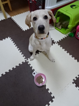 口コミ：無添加ドッグフード安心♪の画像（7枚目）