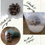 ＊＊＊松ぼっくりは水に浸けると閉じる乾くと開く#ピタゴラスイッチ#嘘だと思うならやってみな#けっこう時間かかるぞ#ためしてみよう#実験 #松ぼっくり最近、息&hellip;のInstagram画像