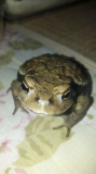 んだ