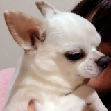 「12歳、チワワ」の画像