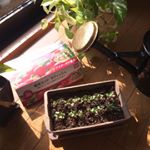 ・DCMブランド栽培セットを使って、簡単に野菜栽培を始めました♡・プランター、種、土などがセットになっているので、すぐ種まきができるのが魅力的✨・種まき後、7日目のラディッシュです&hellip;のInstagram画像