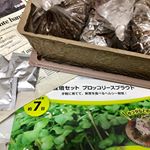 dcm栽培セットのブロッコリースプラウトを植えてみたよ💕ブロッコリースプラウトって&beta;カロテンが豊富なんだって❀(*&acute;▽`*)❀♡♡プランターも、お皿も、種も全部入っているから何も揃えなくていいんだ&hellip;のInstagram画像