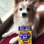 ・DHCの関節用サプリメント💊・ コンドロイチンやグルコサミンだけじゃなくて、痛み対策に緑イ貝抽出物も入ってるんだって〜〜🎶 ・はるたんのヘルニア、さんちゃんのパテラ痛みが出る機会が減&hellip;のInstagram画像