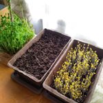 種まき７日後の#ブロッコリースプラウト　いよいよラストスパートで日に当てます。#ガーデンレタス　は種まき後１日、まだ何も変化なし。奥にある#豆苗 はニラウンド目です。#緑のある生活&hellip;のInstagram画像