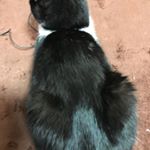 #ねこのInstagram画像