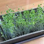 DCM栽培セットのブロッコリースプラウトが育ちましたー！5日に植えて、今日１日陽の当たる場所に置いて、先ほど収穫しました！玉ねぎの卵とじの上に乗せて♪とっても美味しかったです。「本当に&hellip;のInstagram画像