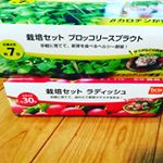 DCMホールディングス様から栽培セットお試しさせていただいてます✨✨ ...🥦ブロッコリースプラウト..🥗ラディッシュ .7日間で、可愛い芽が出てきました😀 .サボテンも枯&hellip;のInstagram画像