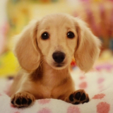 「着用写真載せれます！」の画像（1枚目）