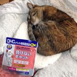 ペット用のサプリも気軽に買える時代が来たんだな～と実感こういうのってネットでしか買えないイメージでした。DHCの「 #負けないキャット 」#ラクトフェリン #マヌカハニー #乳酸菌　#&beta;グ&hellip;のInstagram画像