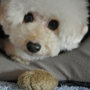 「ボクのひみつきち☆」「かわいいペット写真」でオリジナルＴシャツつくっちゃいます！【１０名様】の投稿画像