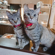 「よろしくお願いします」「かわいいペット写真」でオリジナルＴシャツつくっちゃいます！【１０名様】の投稿画像