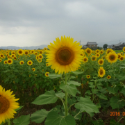 「 」素敵な写真待ってます★ハニーガーデン写真投稿コンテストの投稿画像