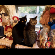 「猫とインコ」「かわいいペット写真」でオリジナルＴシャツつくっちゃいます！【１０名様】の投稿画像