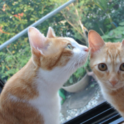 「仲良しこよし(^^♪」「かわいいペット写真」でオリジナルＴシャツつくっちゃいます！【１０名様】の投稿画像