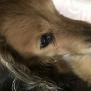 「いぬ」「かわいいペット写真」でオリジナルＴシャツつくっちゃいます！【１０名様】の投稿画像