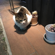 「顔出しＯＫです！」「かわいいペット写真」でオリジナルＴシャツつくっちゃいます！【１０名様】の投稿画像