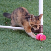 「今は亡き・・・」「かわいいペット写真」でオリジナルＴシャツつくっちゃいます！【１０名様】の投稿画像