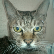 「Ｔシャツ」「かわいいペット写真」でオリジナルＴシャツつくっちゃいます！【１０名様】の投稿画像