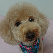 「すまし顔」「かわいいペット写真」でオリジナルＴシャツつくっちゃいます！【１０名様】の投稿画像