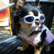 「カフェでティータイム」「かわいいペット写真」でオリジナルＴシャツつくっちゃいます！【１０名様】の投稿画像