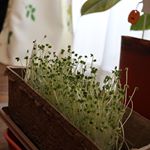 *今月初めに植えたブロッコリースプラウトを今日収穫しました♡*土、種、容器とセットになってるので買ってすぐ栽培を始められるので便利(⁎˃ᴗ˂⁎)*双子の娘たちも毎日&hellip;のInstagram画像