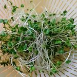 栽培セットで、ブロッコリースプラウトとガーデンレタス♪キットが全部ついているので本当に簡単！！スプラウトは、すぐに収穫、その日の内にお料理に。しかも、三回も栽培できる！！！ #dcm栽培セット #くら&hellip;のInstagram画像