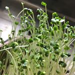 お野菜が高すぎる毎日だけどなんとか野菜が摂りたくて栽培しています。#ブロッコリースプラウト は汁物に入れると春雨みたいになって食べやすいです。生食のほうが栄養は壊れないけれども、こんな食べ方も&hellip;のInstagram画像