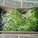 **まだまだ氷点下になる日の多かった2月初旬に蒔き始めて、発芽まで約12日。3月になり急に暖かくなり急成長。少し見るのを忘れてたらこんな状態に😅ここまで約1ヶ月かかりました。*&hellip;のInstagram画像