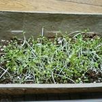 寒かったからか収穫まで2週間くらいかかりましたがしっかり育ってくれました。子供達も毎日水をあげていたので野菜が苦手だけど喜んで食べてくれた♡食育♪#dcm栽培セット #&hellip;のInstagram画像