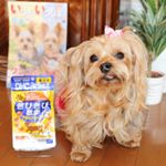 ＊＊おはようございます✨今朝はモニター記事postです。スミマセン(＞＜)💦＊＊〜🐶DHCのモニターに参加🐶〜＊【きびきび散歩プレミアム】■内容量/60粒■&hellip;のInstagram画像