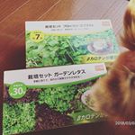 東北も暖かい日が多くなってきたので、やっとキッチン栽培を始めようと思います😆🎶 発芽温度20℃となってるけど 寝る時ヒーター消したらまだまだ寒い&hellip;  ちゃんと発芽してくれるかなぁ〜.ガーデ&hellip;のInstagram画像