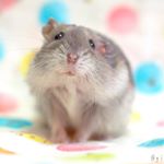 2018.03.11おすましギフト🐹.コロンバンさんに、バームクーヘンいただきました！.中はしっとりで、外はサクサクで美味しかったです😊.#アニマル写真部 #ふわも&hellip;のInstagram画像