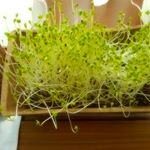 #dcm栽培セット #くらしメイド#くらしメイドや暮らし二スタにレシピ掲載多数ありまーす #monipla #monipla当選 #monipla当選品 #moniplaファン&hellip;のInstagram画像