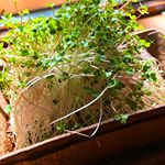 DCM栽培セットを頂きブロッコリースプラウトを育ててみました🌱植えて2日目から芽が出て7日目で収穫できました◎息子も毎朝一緒に水やりをやってくれて食育に◎味も美味しかった😻&hellip;のInstagram画像