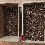 暖かくなってきたので頑張って育てます#dcm栽培セット #くらしメイド #monipla #DCMホールディングスファンサイト参加中のInstagram画像