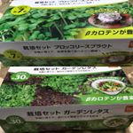家で野菜ができるはず、だったのですが寒すぎて、うまくいきませんでした。最近、暖かくなってきたので、リベンジしたいなと思ってます。お店にもほかの種類を見にいきたくなりました。#dcm栽培セット &hellip;のInstagram画像